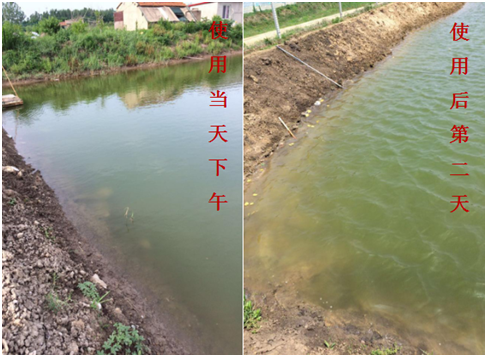 肥水困難、藻類(lèi)缺乏處理前后效果